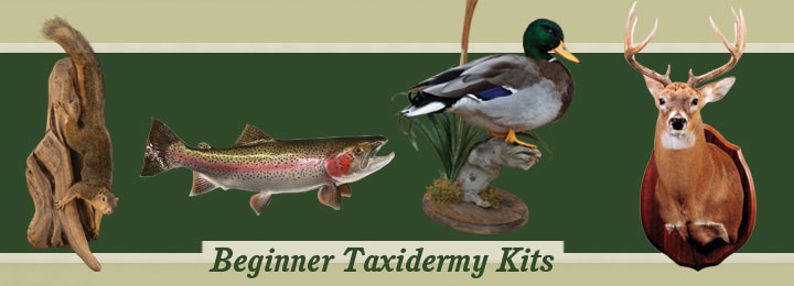 Beginner Taxidermy Kits