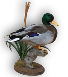 Waterfowl Kit for Beginner Taxidermists