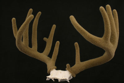 picture of velveted antlers in tan color