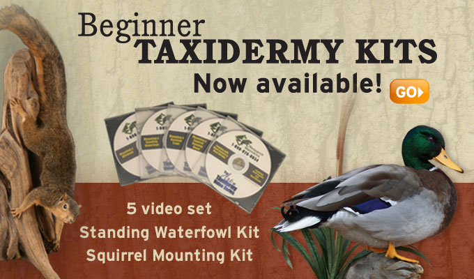 Beginner Taxidermy Supplies