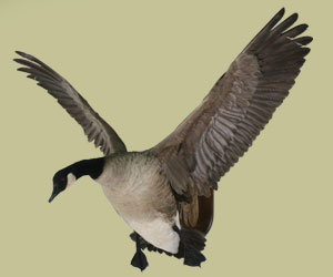 Flying Goose Mount