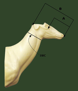 swelled neck measurement chart