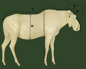 lifesize measurement chart