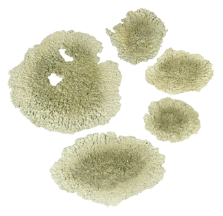 5 Piece Artificial Lichen Set