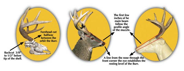 Setting Whitetail Antlers image