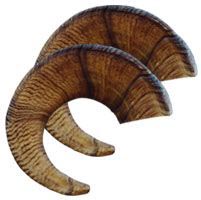 Sheep Horns Image