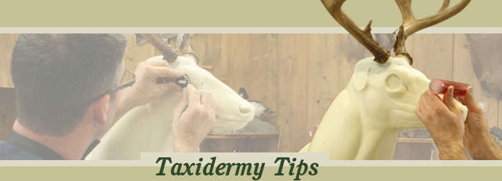 Taxidermy Tips